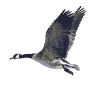goose
